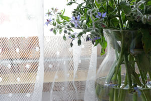 Borretschblüten
Borretschblüten